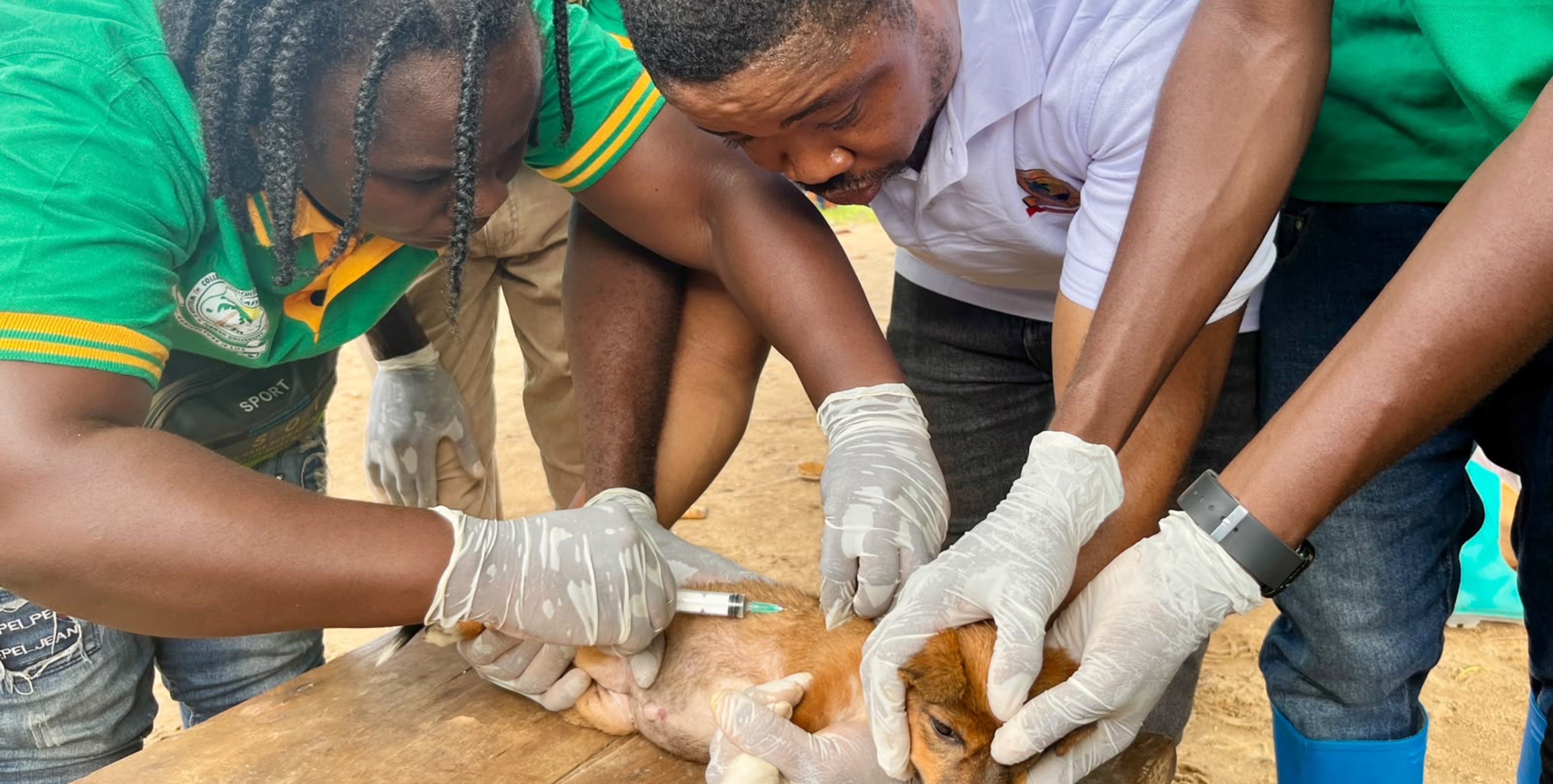 Practical Veterinary Care in Action